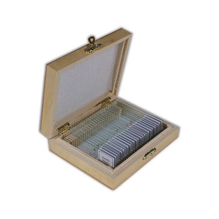 Caja de 25 preparaciones microscópicas TS de anatomía