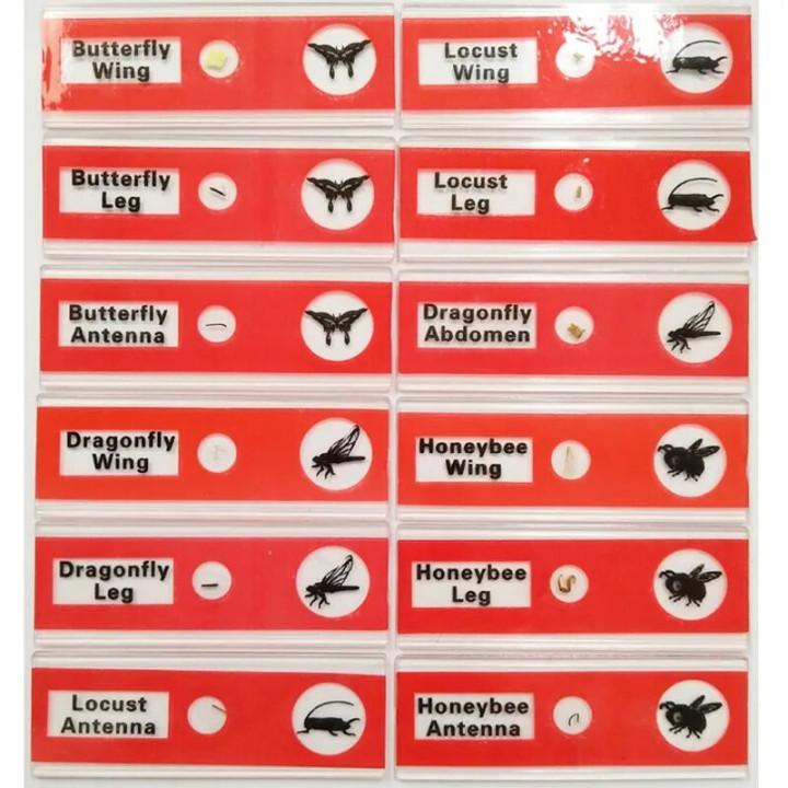 Caja de 12 preparaciones microscópicas plásticas de insectos (Red)