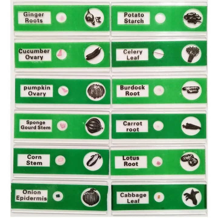 Caja de 12 preparaciones microscópicas plásticas de vegetales (Green)