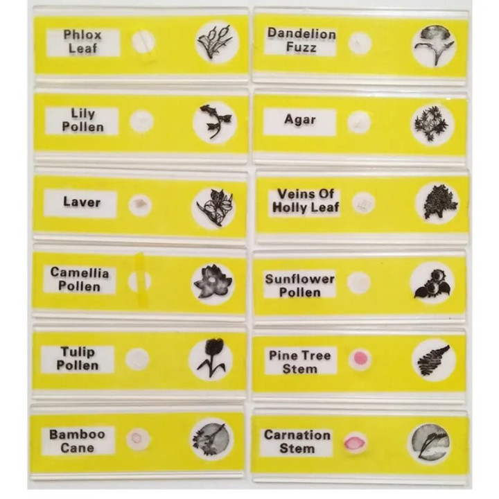 Caja de 12 preparaciones microscópicas plásticas de plantas (Yellow)