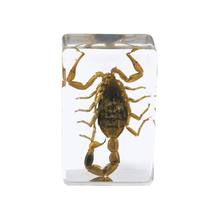 Preparaciones Celestron 3D insectos nº4