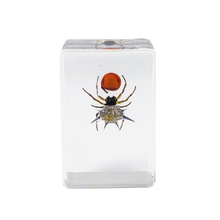 Preparaciones Celestron 3D insectos nº4