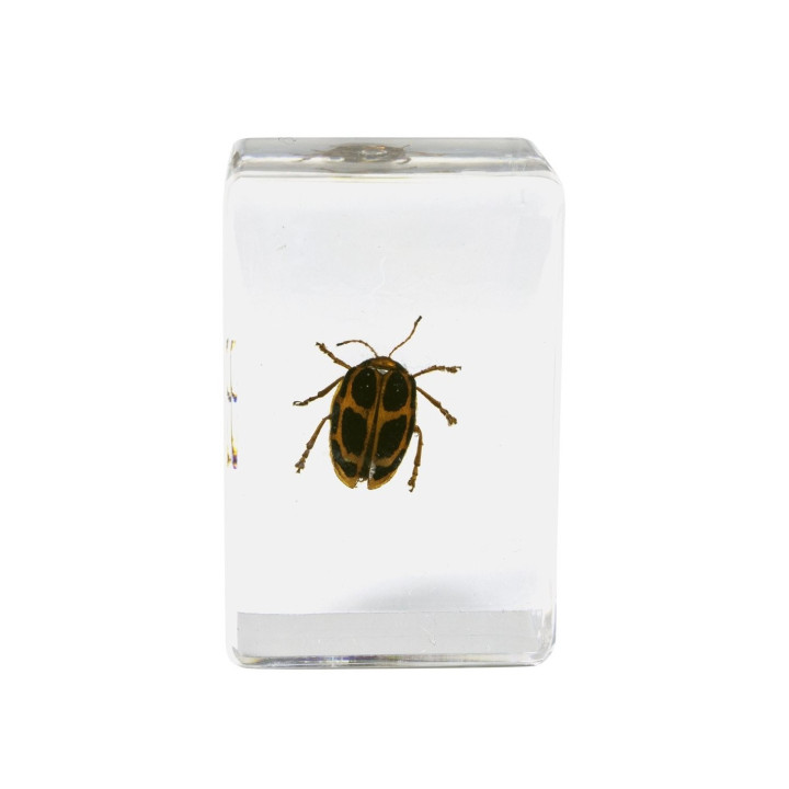 Preparaciones Celestron 3D insectos nº4