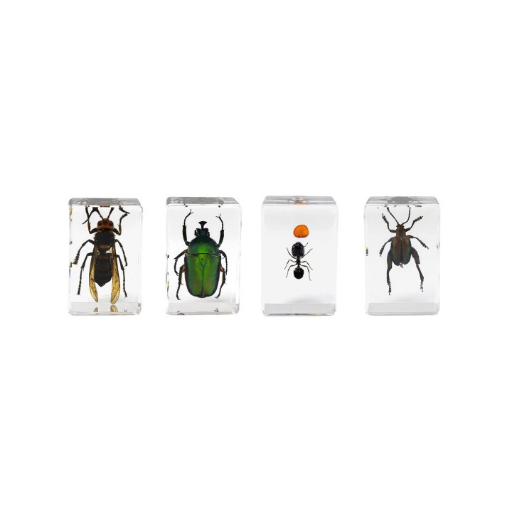 Preparaciones Celestron 3D insectos nº5
