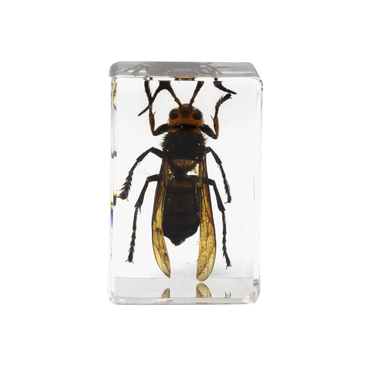 Preparaciones Celestron 3D insectos nº5