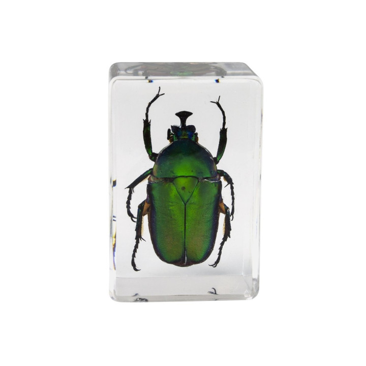 Preparaciones Celestron 3D insectos nº5