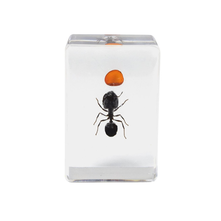 Preparaciones Celestron 3D insectos nº5