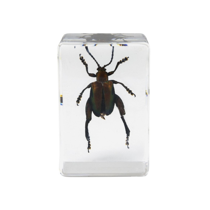 Preparaciones Celestron 3D insectos nº5
