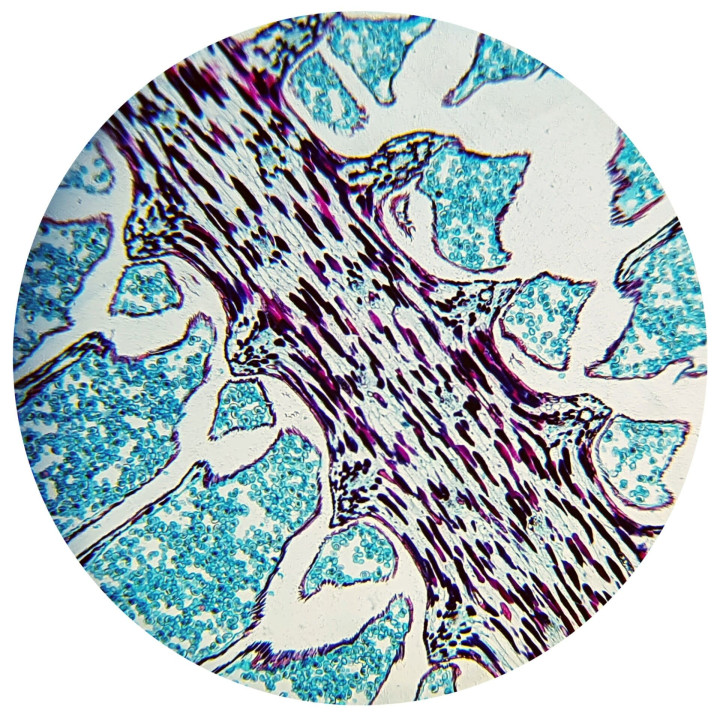 Microscopio biológico BRESSER Biolux NV 20–1280x con cámara USB HD